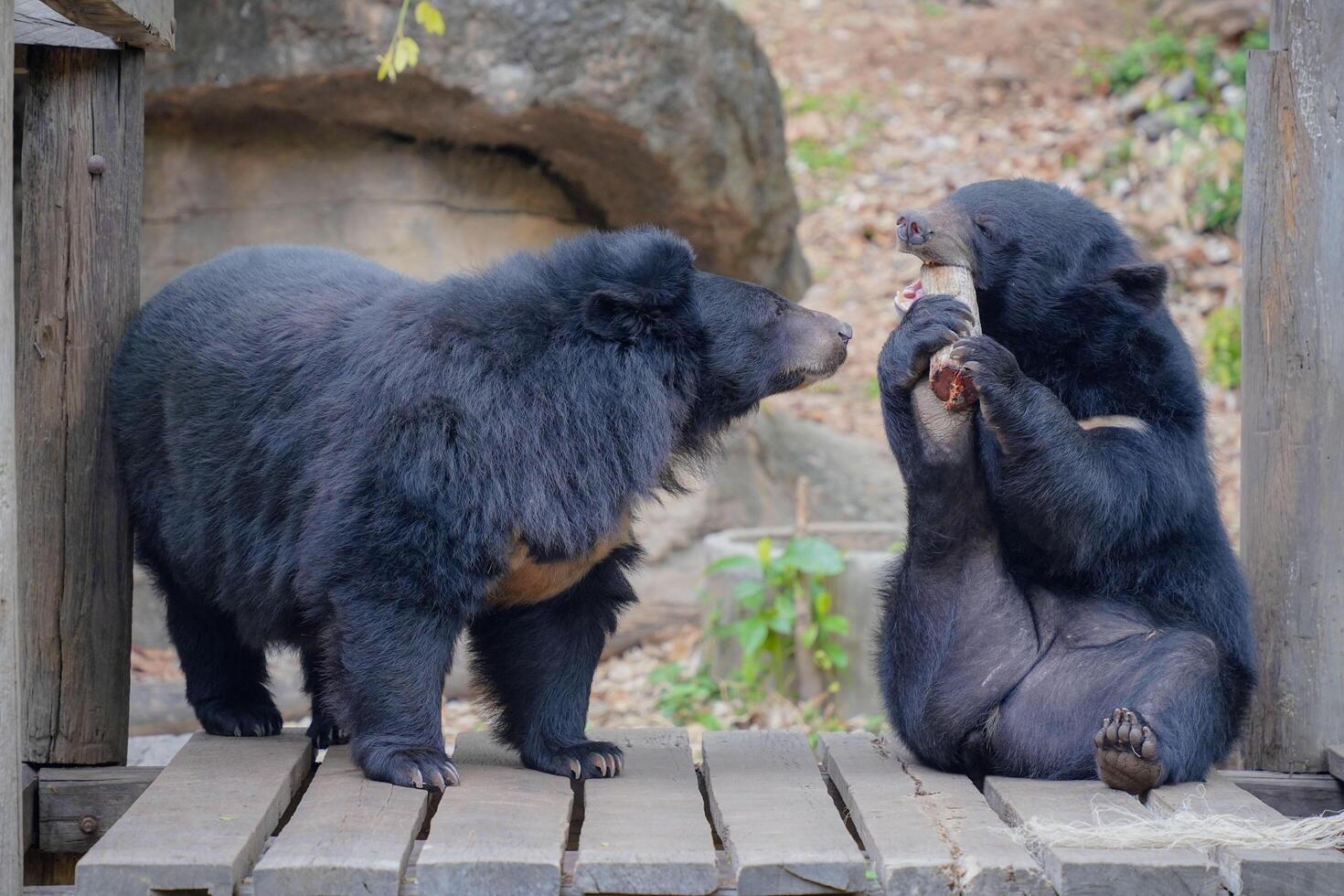 Playful Asian Black Bears Interacting in Forested Habitat with Natural Elements and Wooden Platform photo