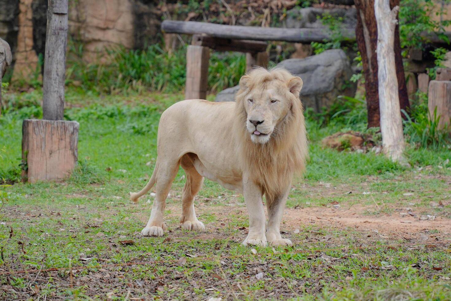 Majestic white lion standing gracefully in natural habitat with lush greenery and rock formations photo