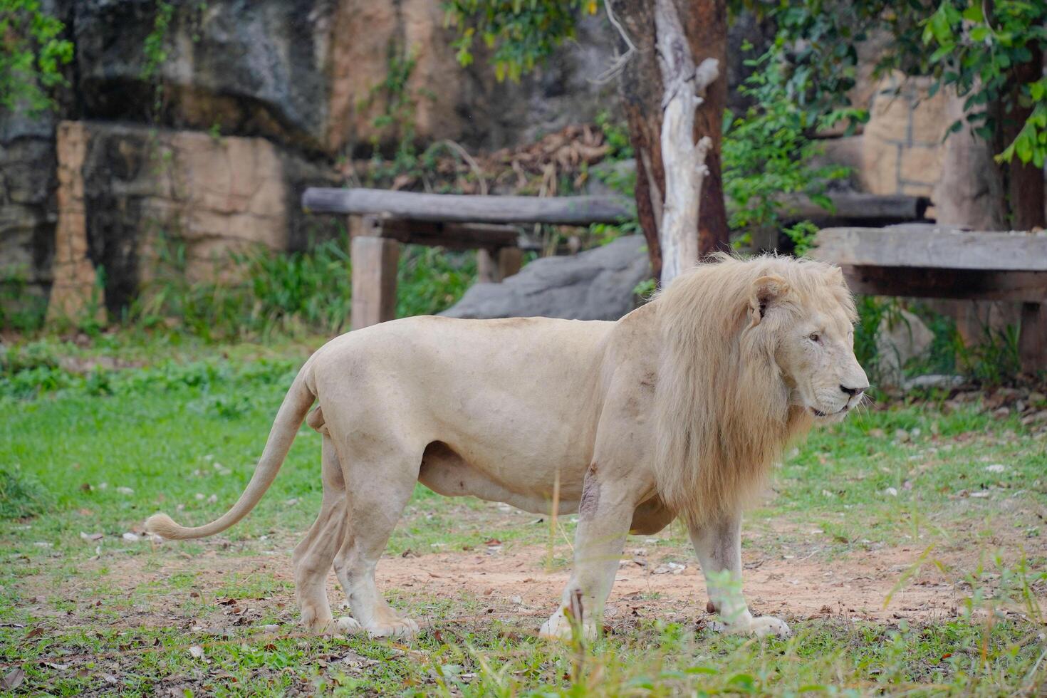 Majestic White Lion Walking Gracefully in Natural Habitat Amidst Lush Greenery and Scenic Landscape photo