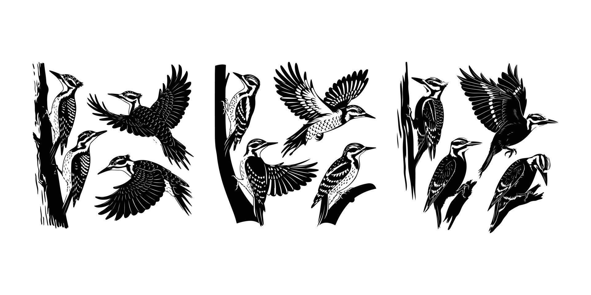 Woodpecker Silhouette Set Bird on Tree Design vector