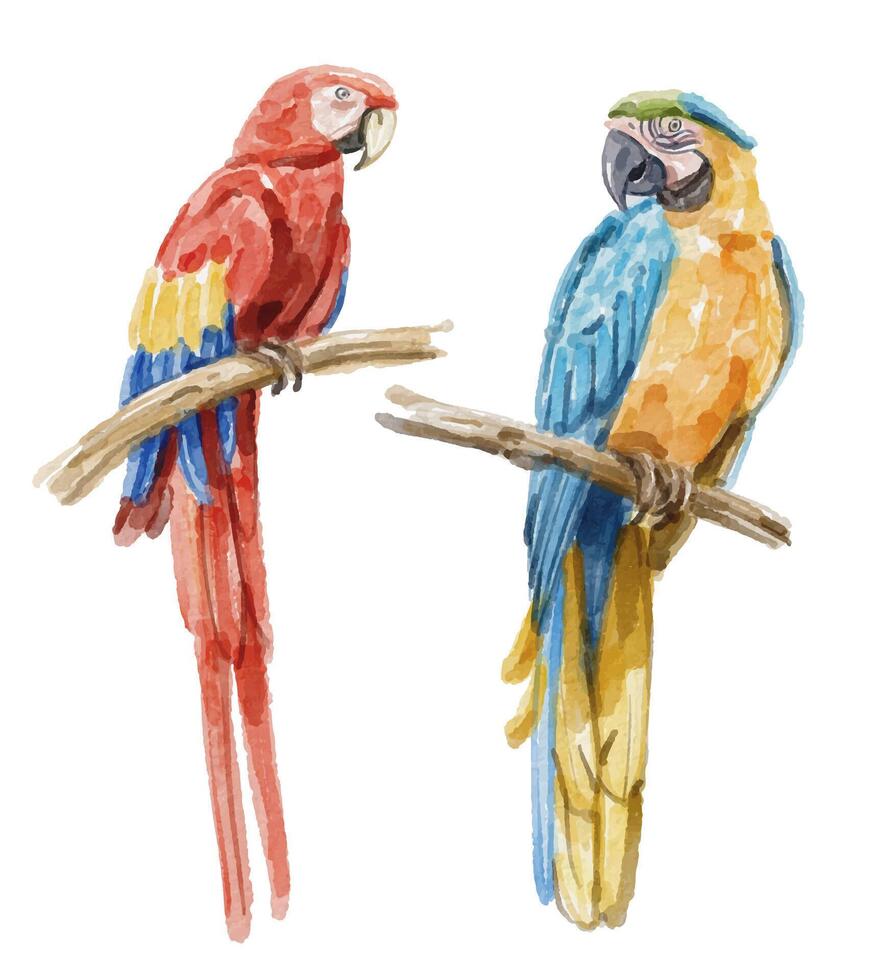 Watercolor set of macaw parrot for logo, invitations and more vector