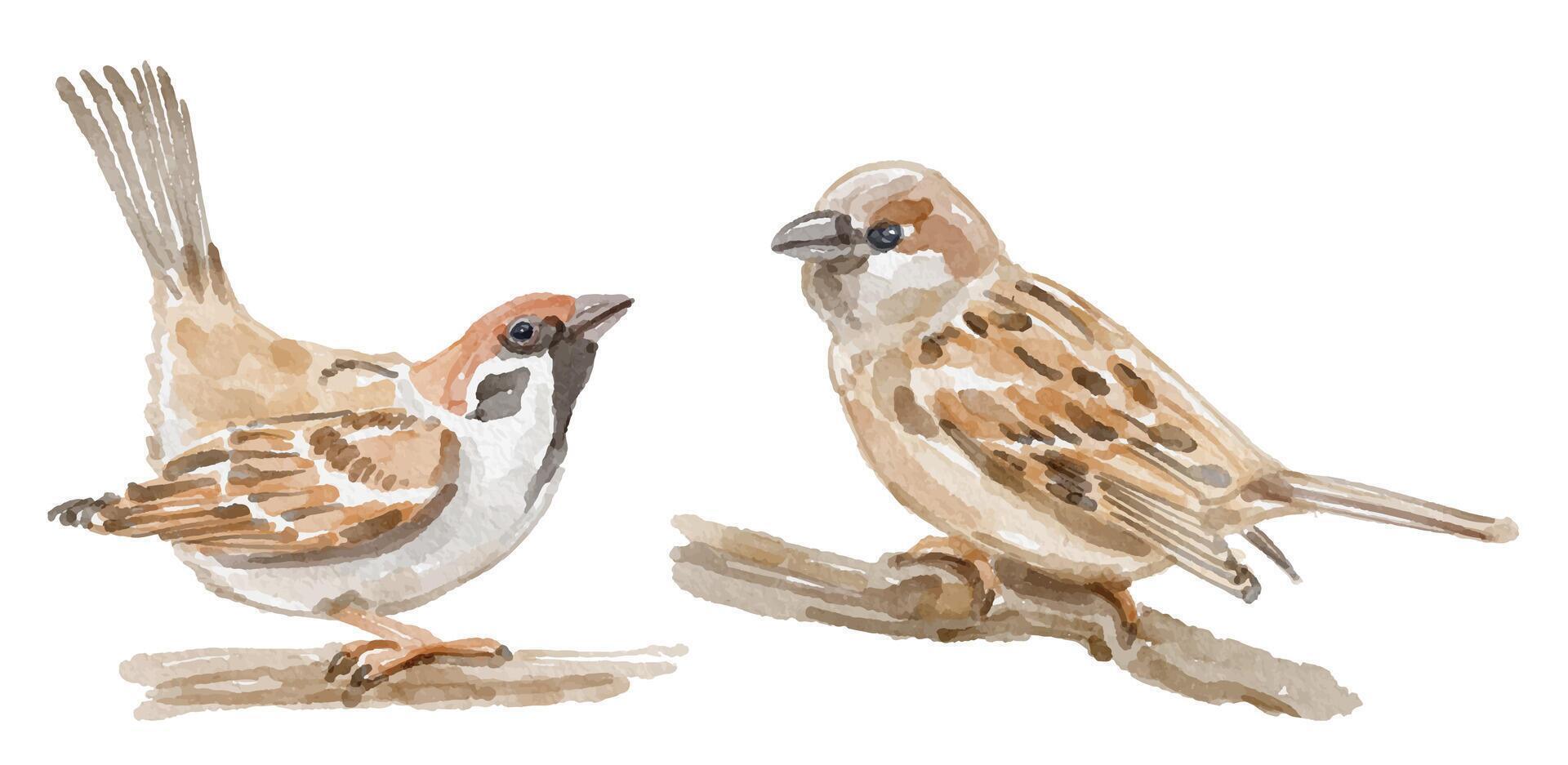 Watercolor set of sparrow bird for logo, invitations and more vector