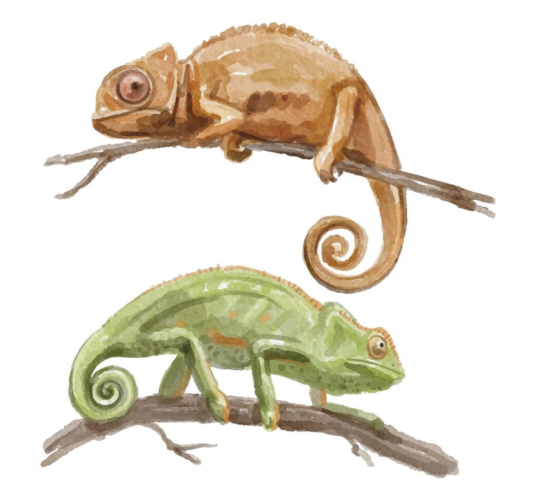 Watercolor set of chameleon on a bracnch for logo, invitations and more vector