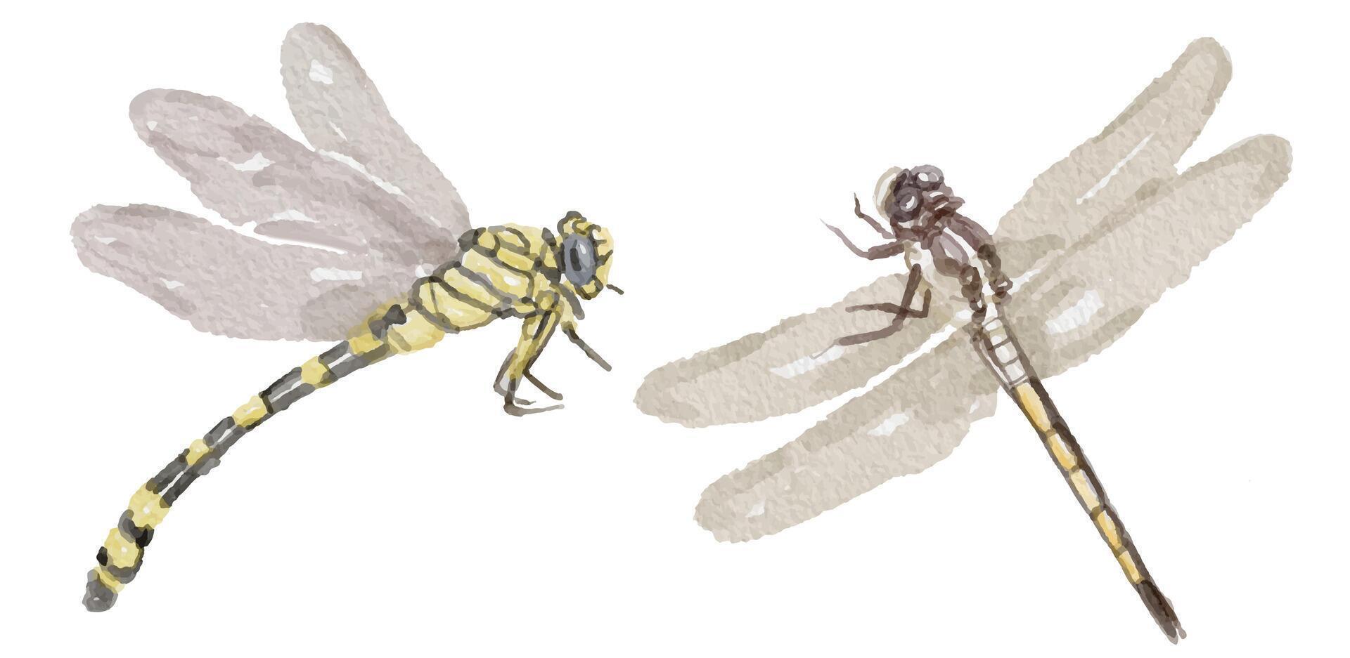 Watercolor set of dragonfly for logo, invitations and more vector