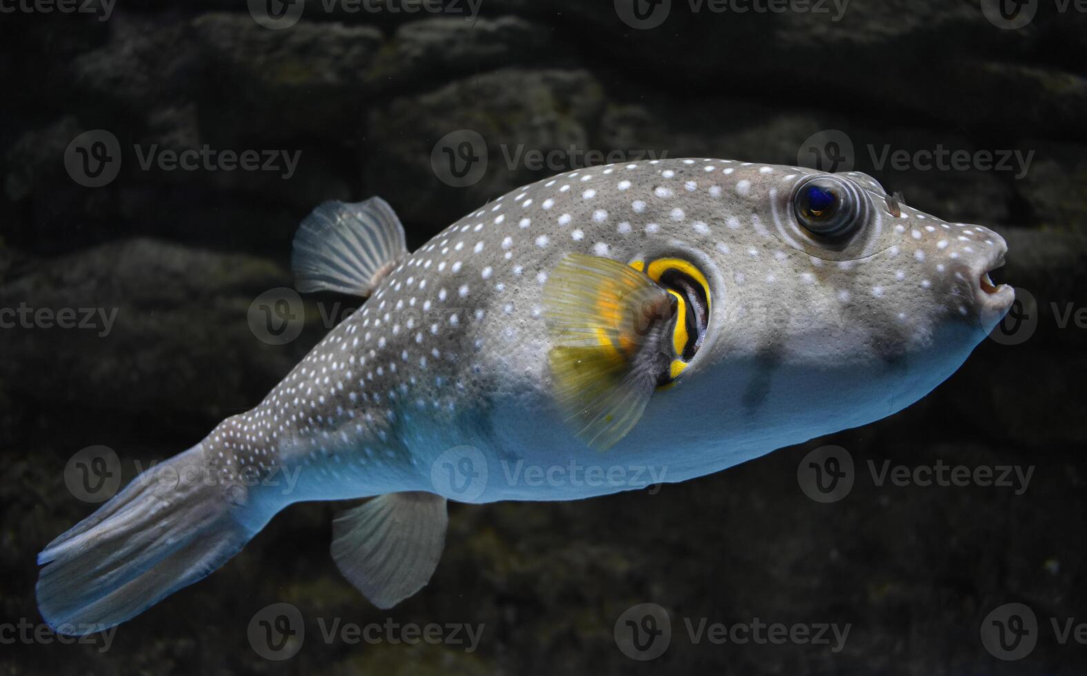 Arothron hispidus Marine fish photo