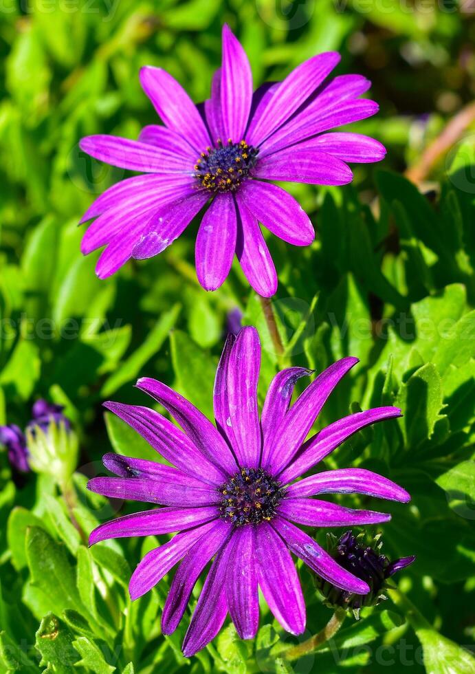 Dimorphotheca ecklonis Purple flower photo