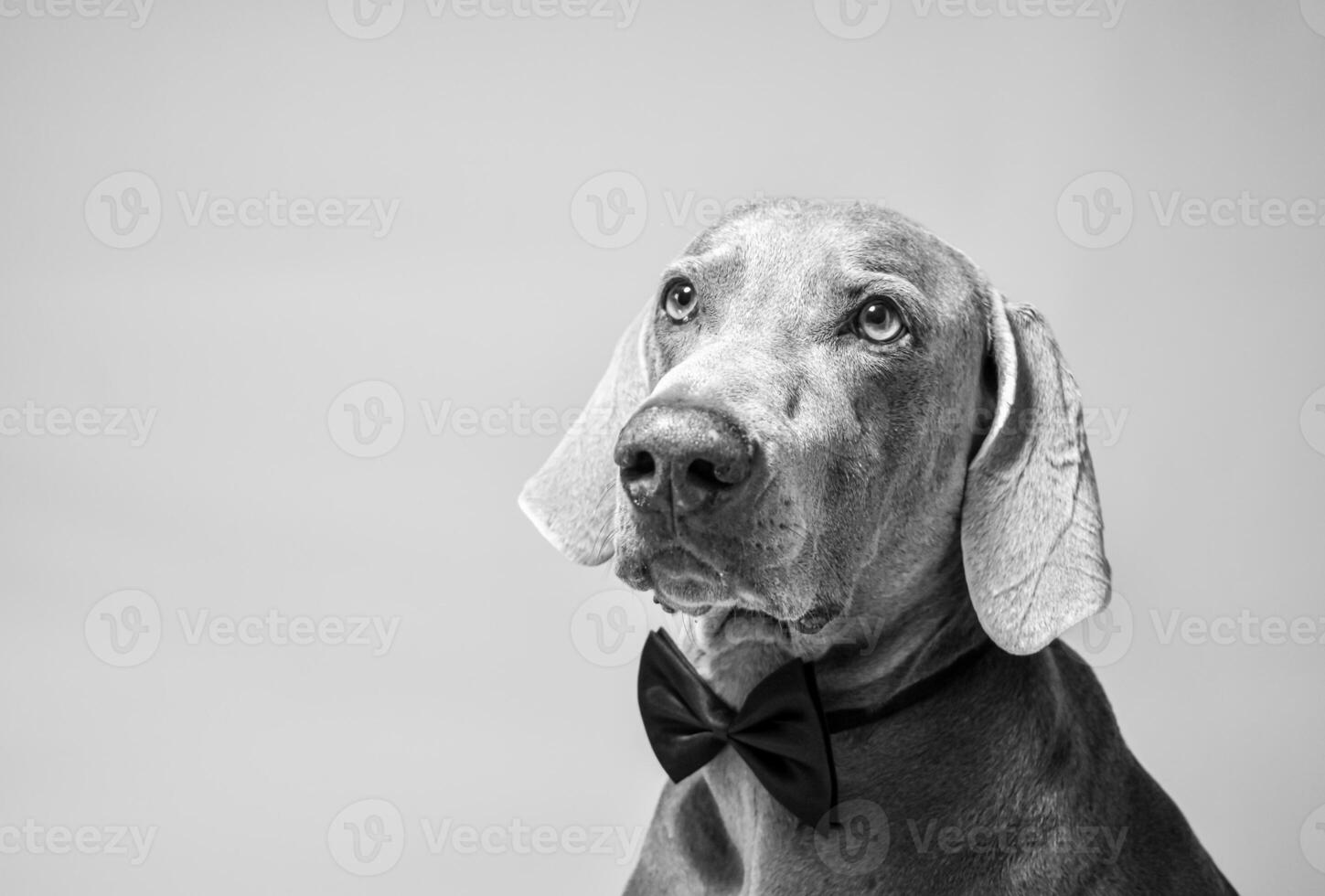 Close up Weimaraner dog photo