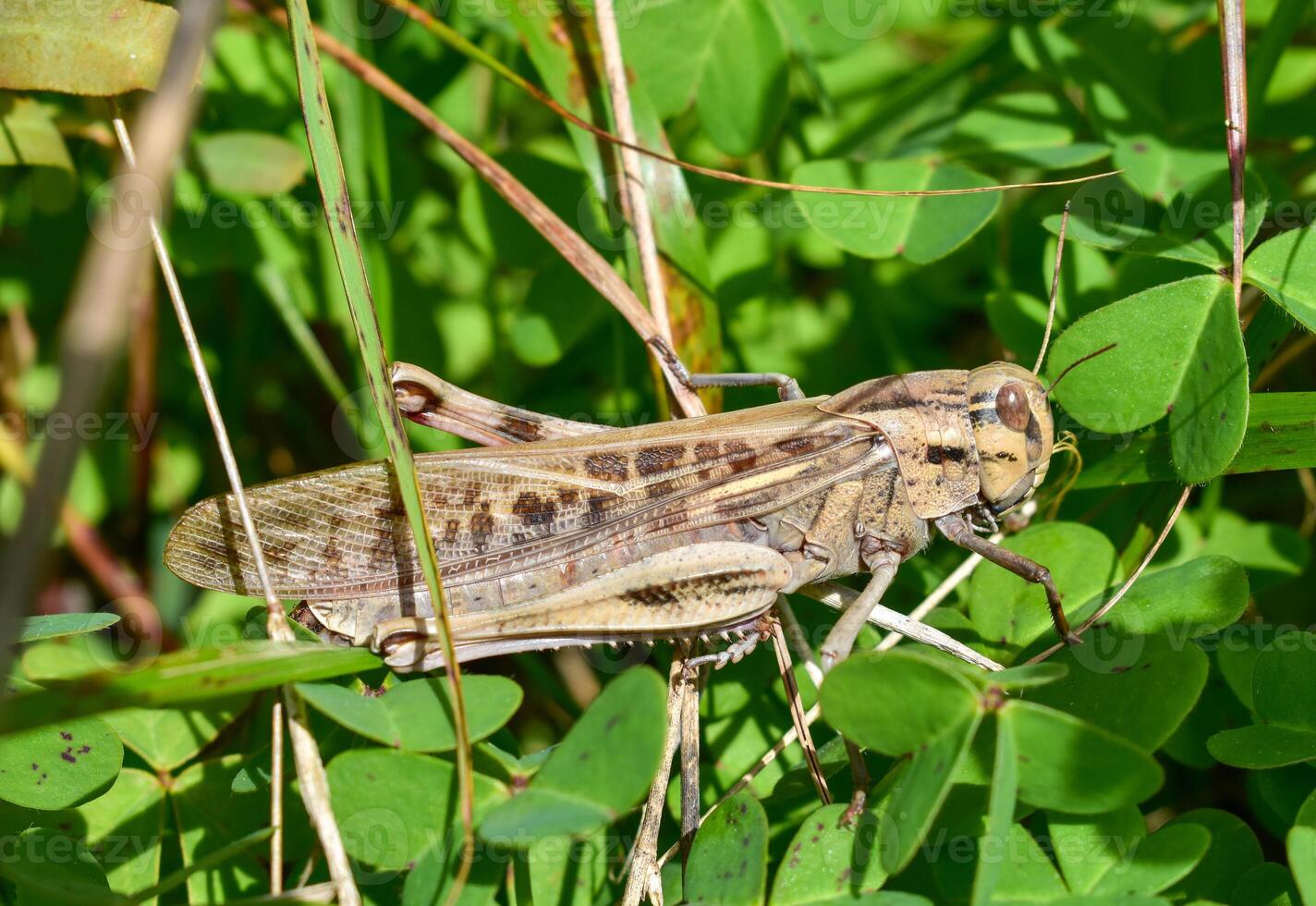Caelifera brown on the leaves in nature photo