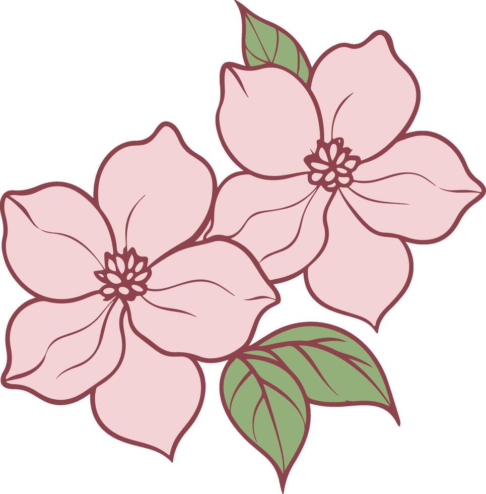 Delicate pink flowers in dogwoo blossom with green leaves with illustration vector