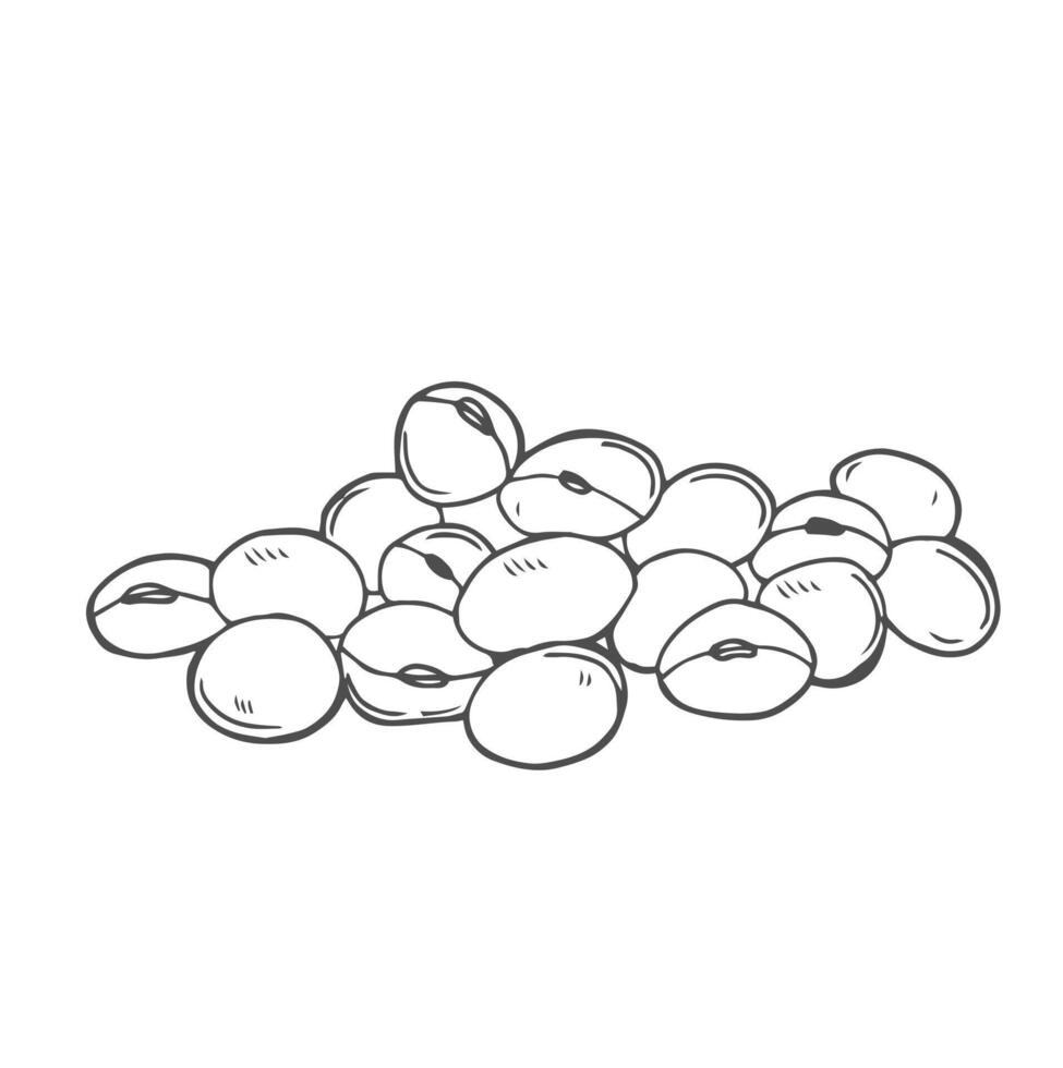 Soya Bean hand drawn black outline sketch vector