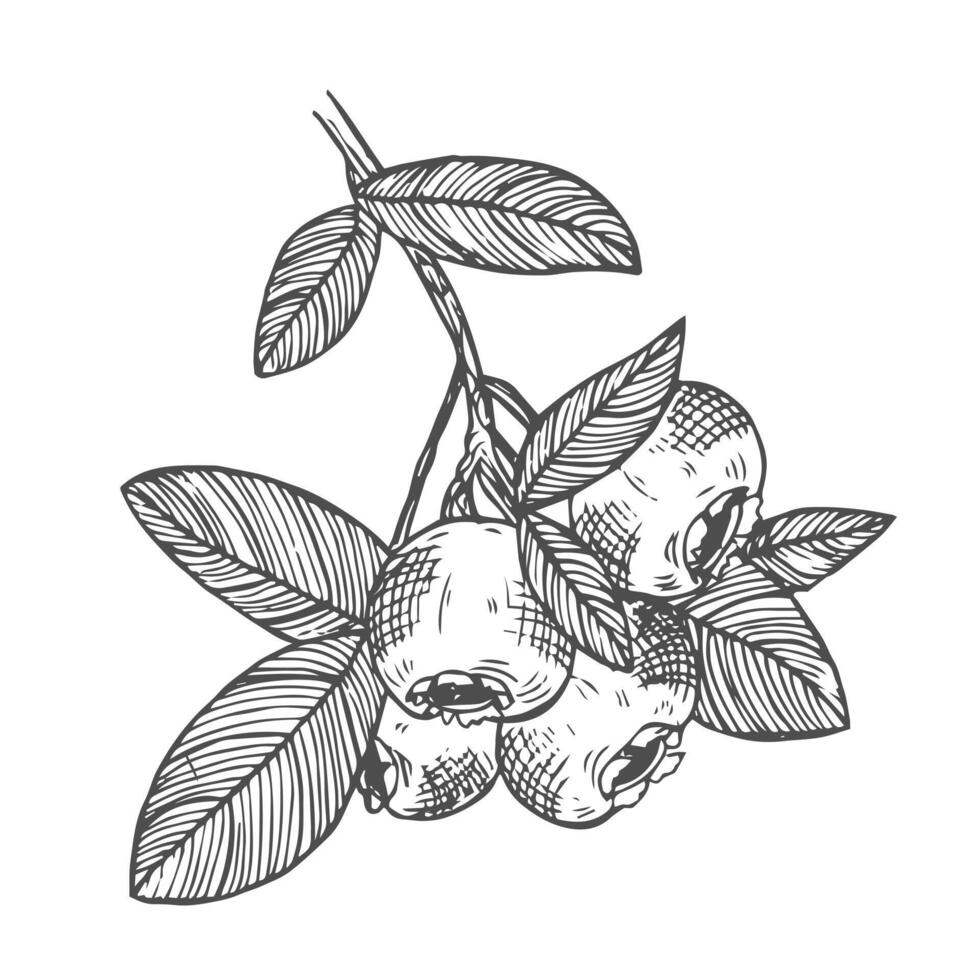 Blueberry branch ink hand drawn monochrome sketch. blueberry medical nutrient product with fruity illustration. vector