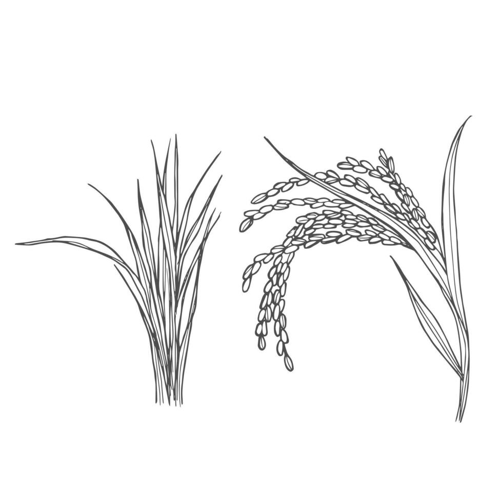 Rice cereal crop outline icon illustration. Line hand drawing grain plant with leaf, stalk and seeds in panicle vector