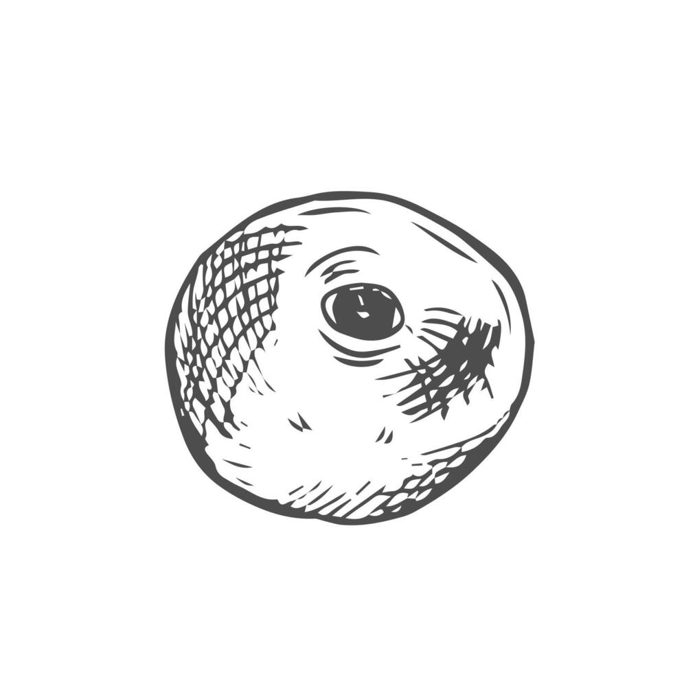 Blueberry black and white engraved ink vector
