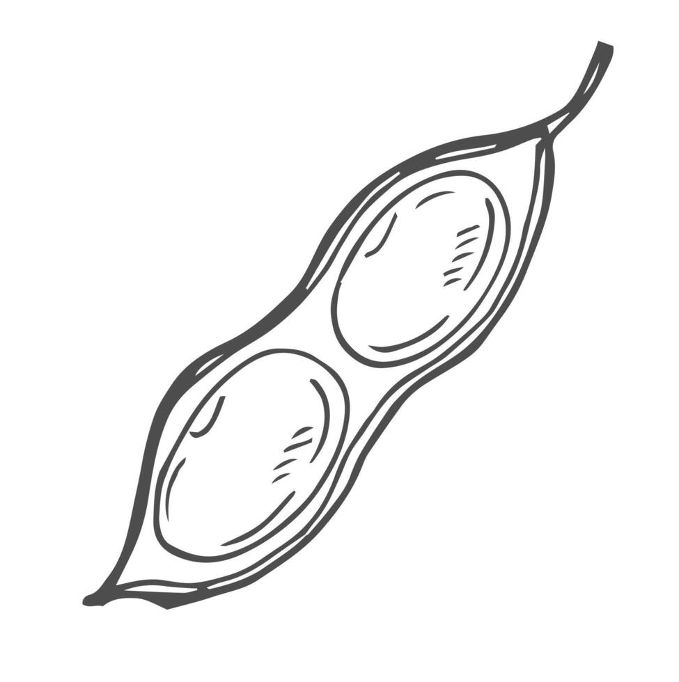 Soybean illustration. Soya been pod in doodle style vector