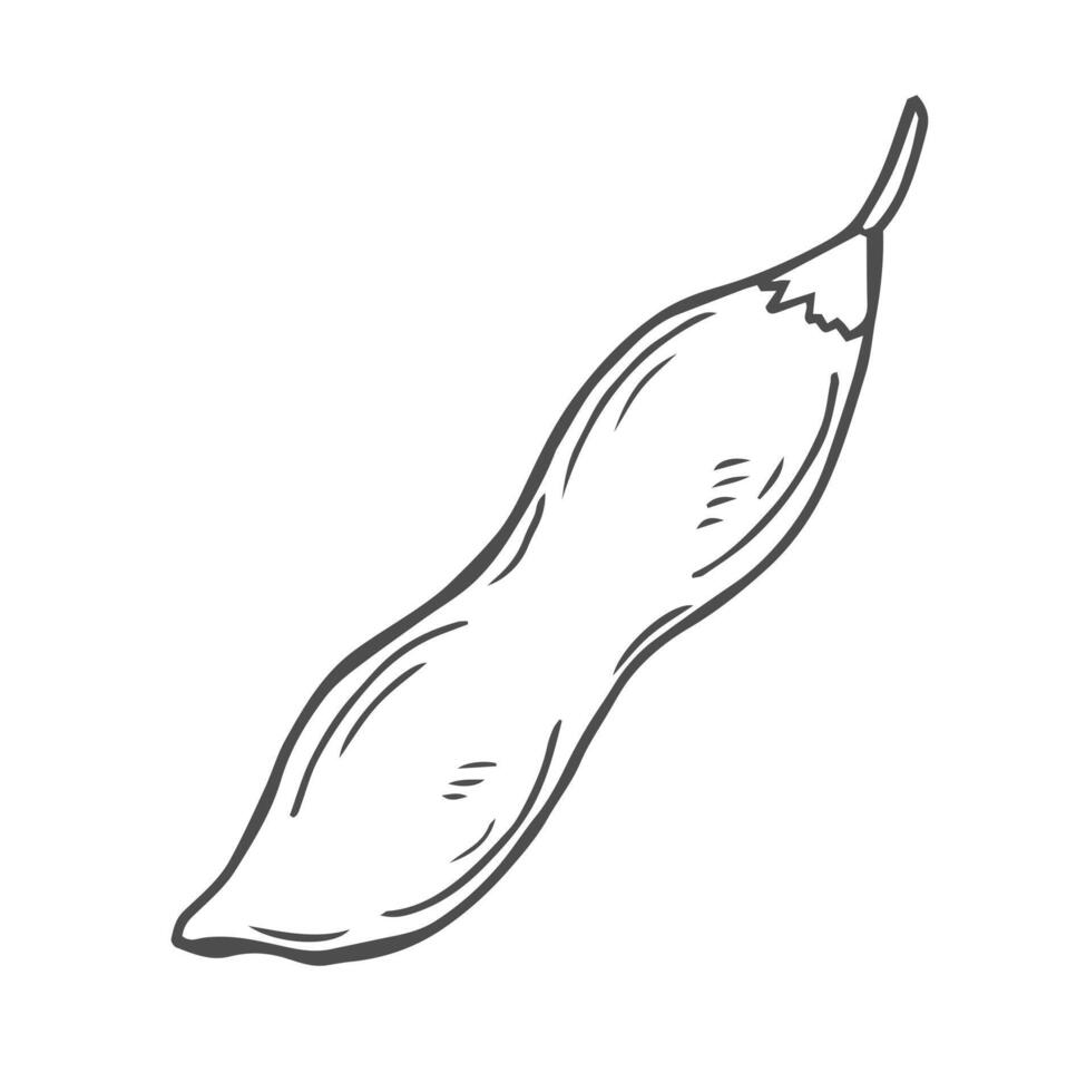 Soybean sketch illustration. Soya been pod in doodle vector