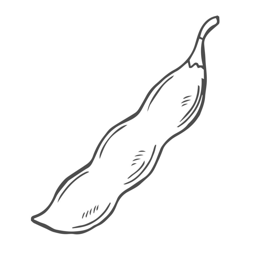 Soybean sketch. Soya been pod in doodle style vector