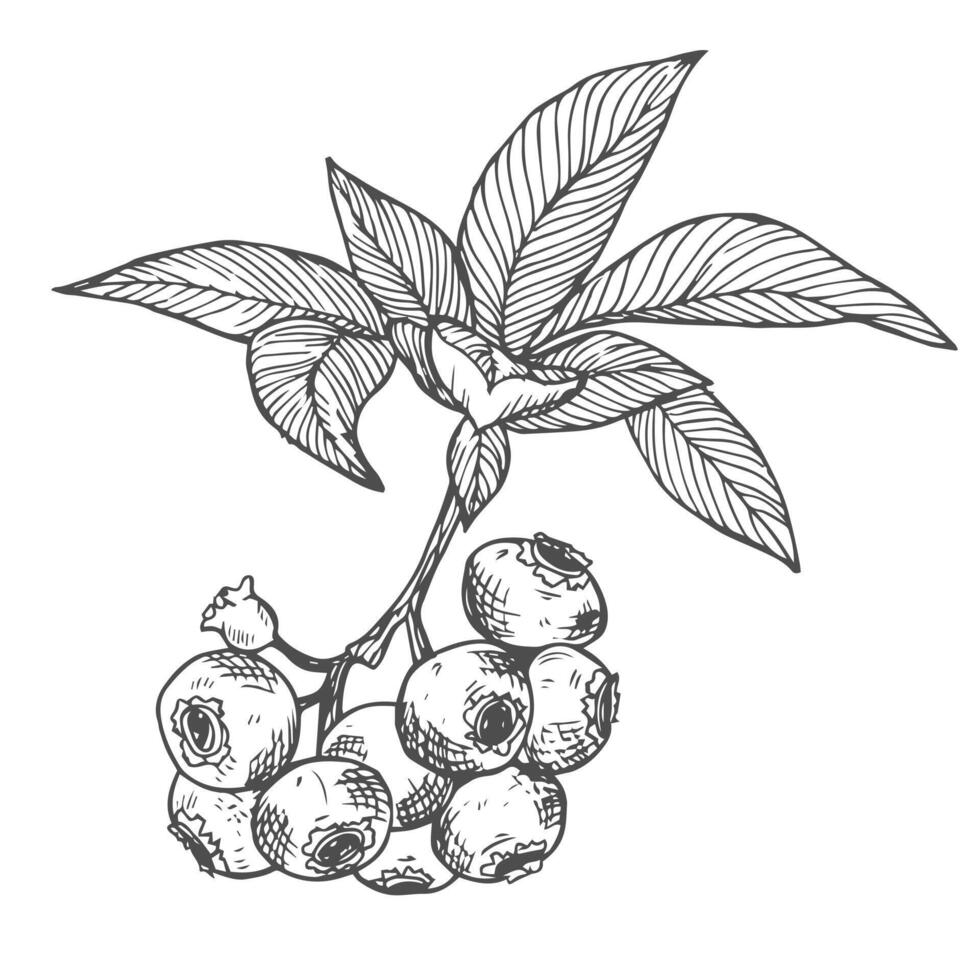 Blueberry branch hand drawn monochrome sketch. blueberry medical nutrient product with fruity favor doodle illustration. vector