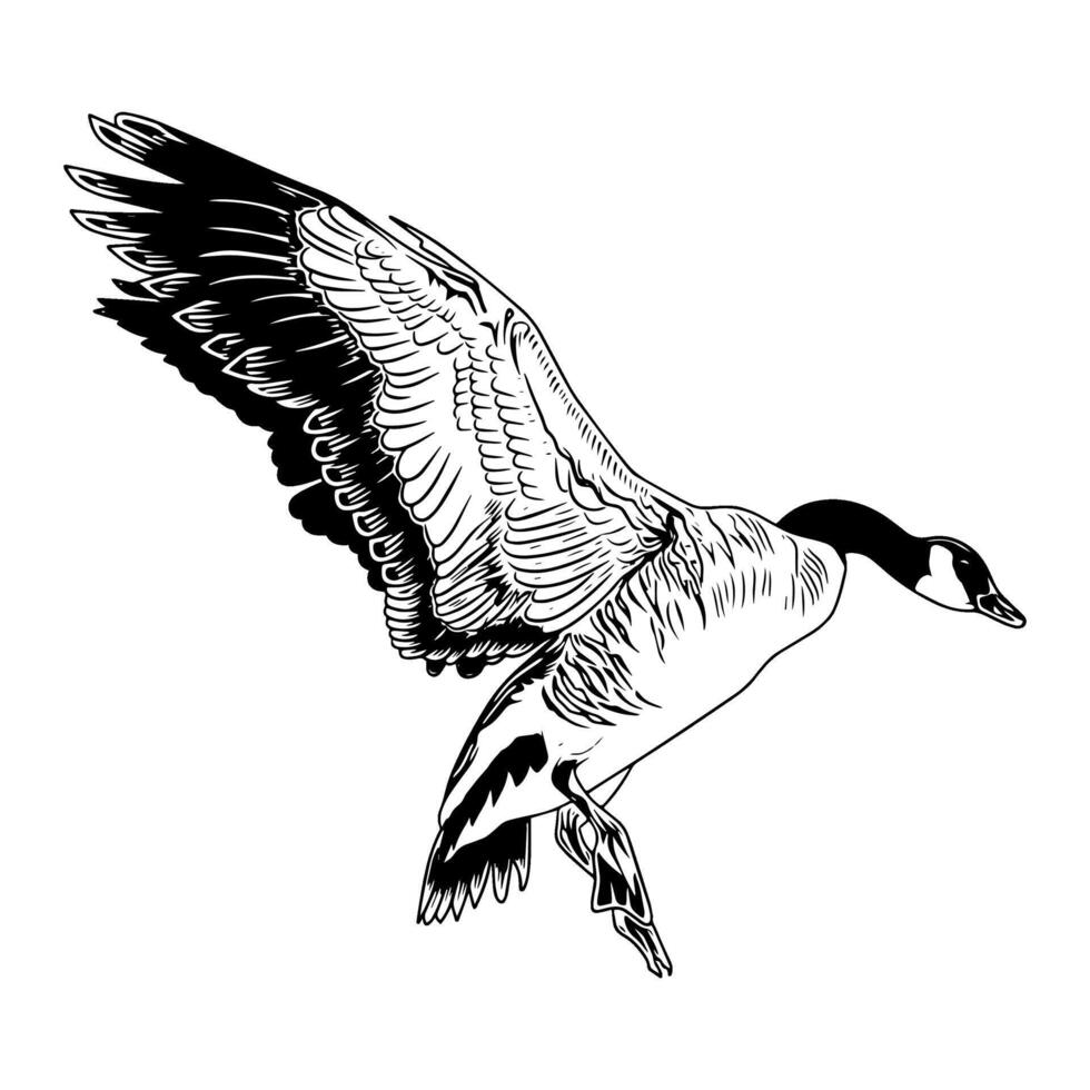 canadian goose about to land black and white duck hunting illustration logo image vector