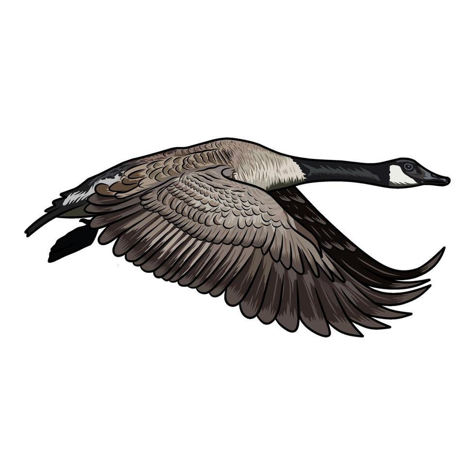 canadian goose flying straight duck hunting illustration logo image vector