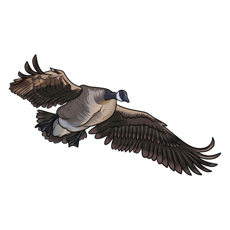 canadian goose spreads its wings about to land duck hunting illustration logo image vector
