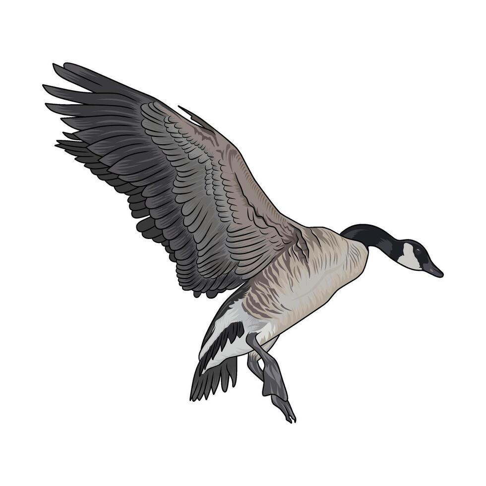 canadian goose about to land spreads its wings duck hunting illustration logo image vector