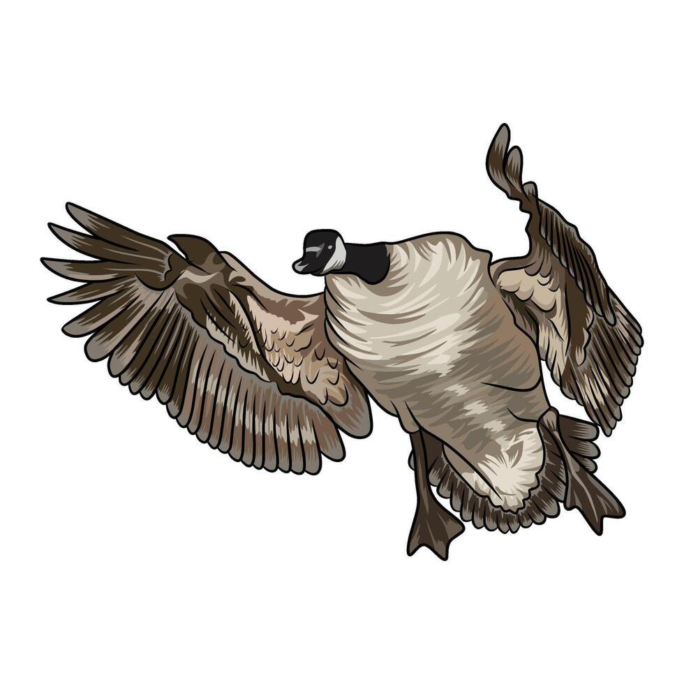 canadian goose in flight seen from the front duck hunting illustration logo image vector