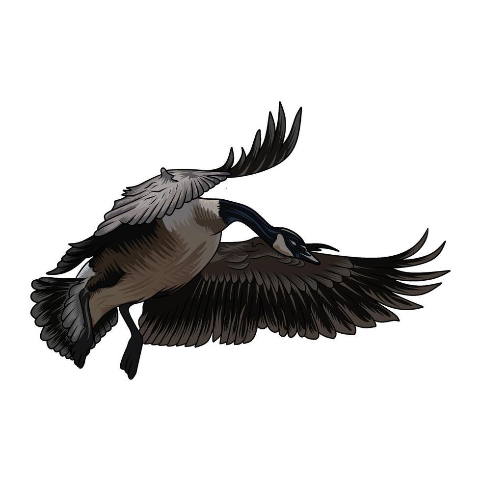 canadian goose will land duck hunting illustration logo image vector
