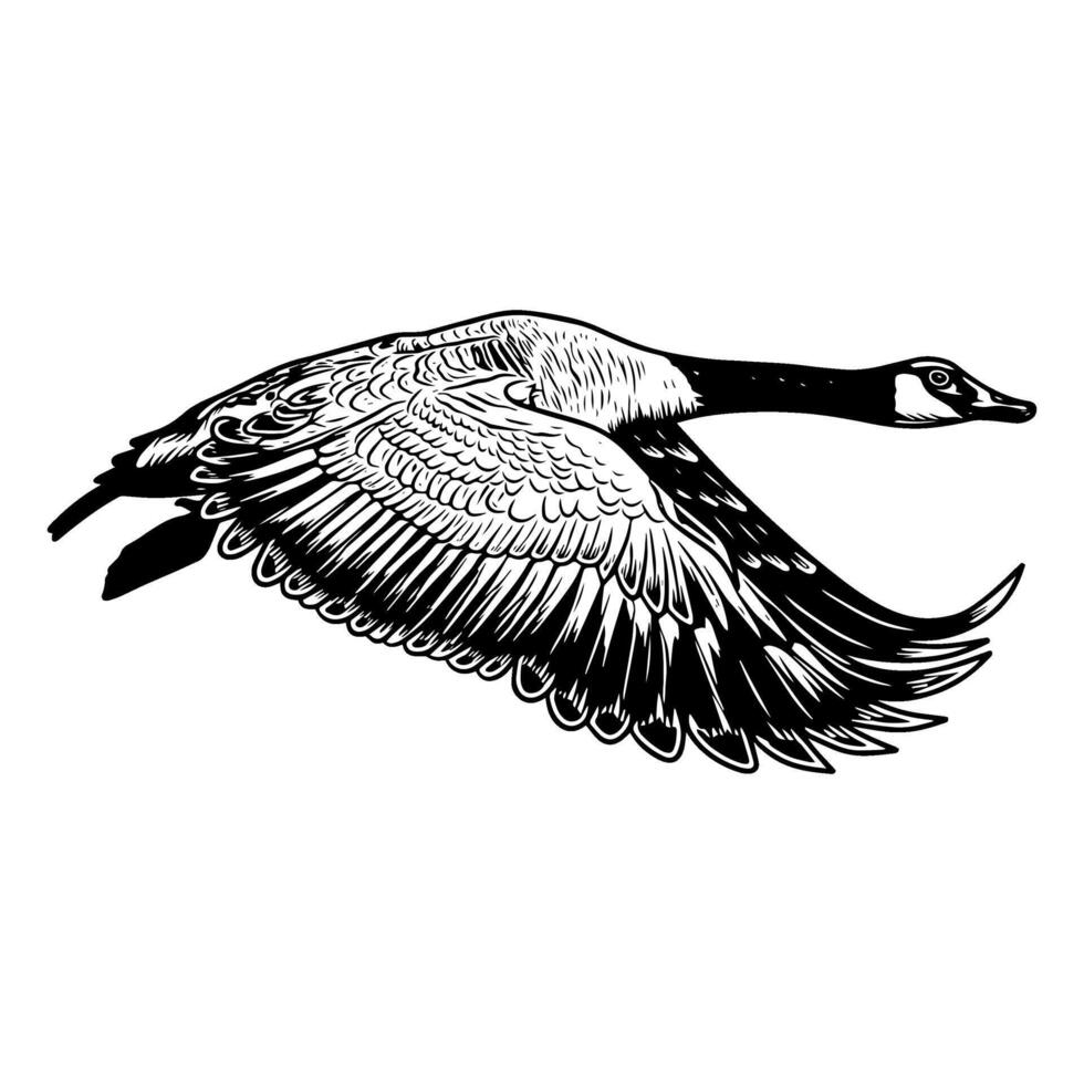 canadian goose flying straight seen from the side black and white duck hunting illustration logo image vector