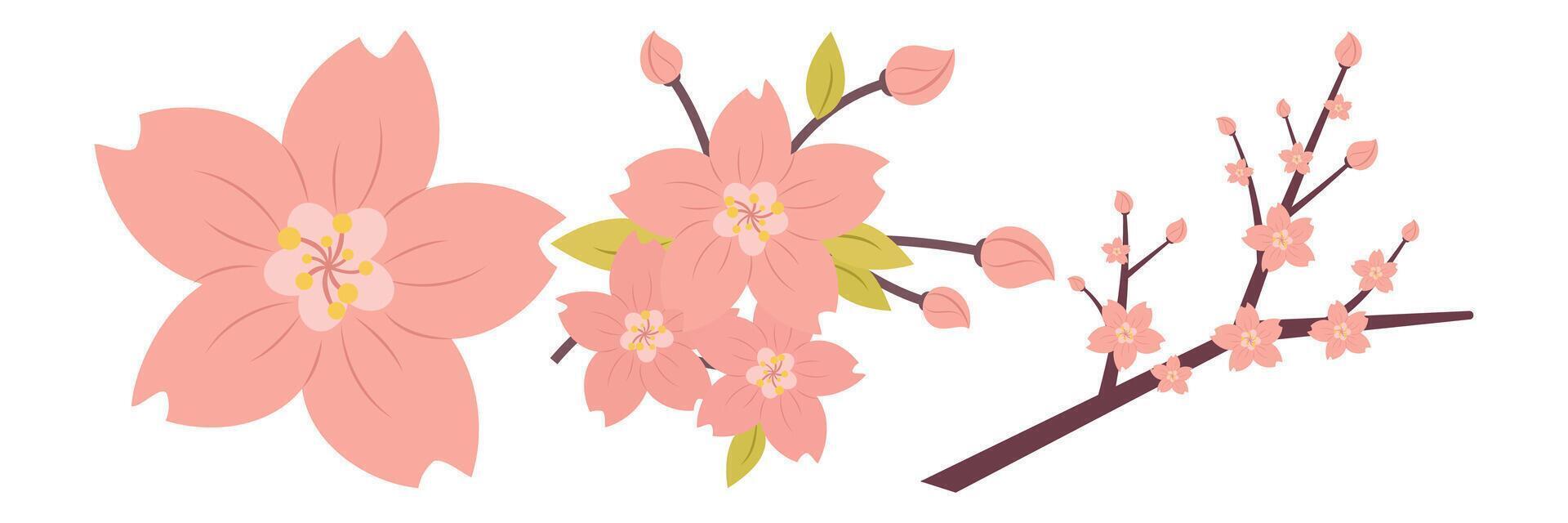 Cherry Blossom Flower Illustration Set. vector