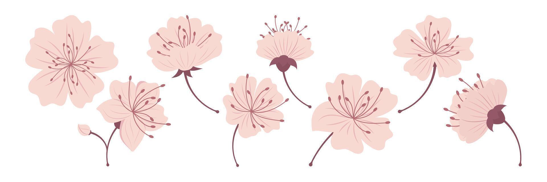Cherry Blossom Flower Flat Illustrations Set. vector