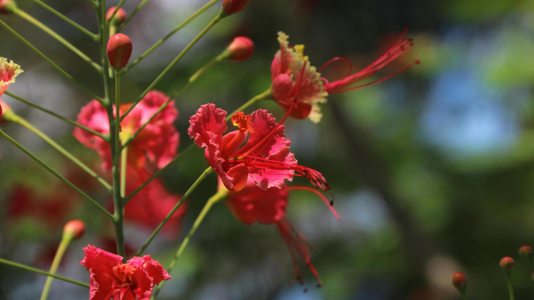 Peacock Flower, Caesalpinia pulcherrima is a species of flowering plant in the legume family. It has beautiful orange and yellow colors, photo