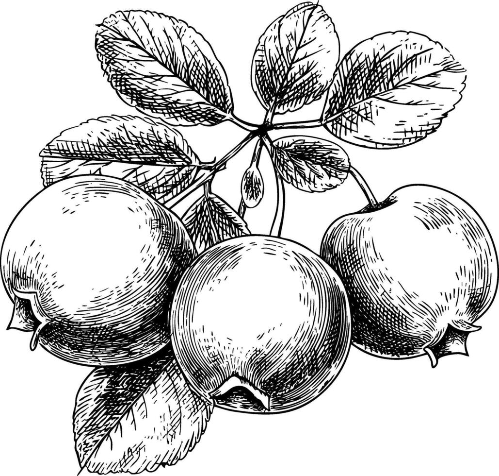 Cranberry sketch of a drawn set. Covering fruits and leaves vector
