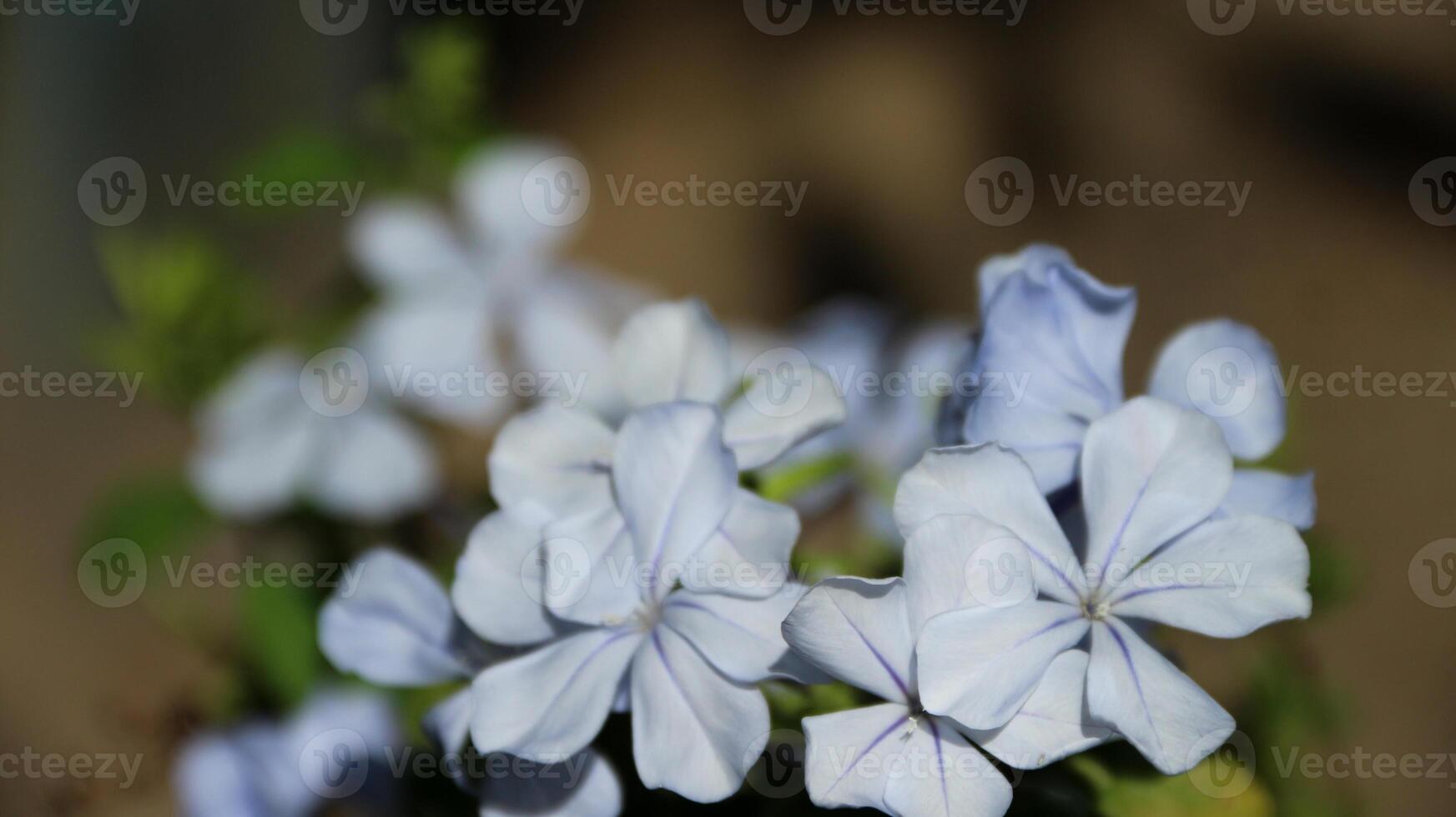 Closeup view of Plumbago auriculata, the cape leadwort, blue plumbago or Cape plumbago, a species of flowering plant native to South Africa photo