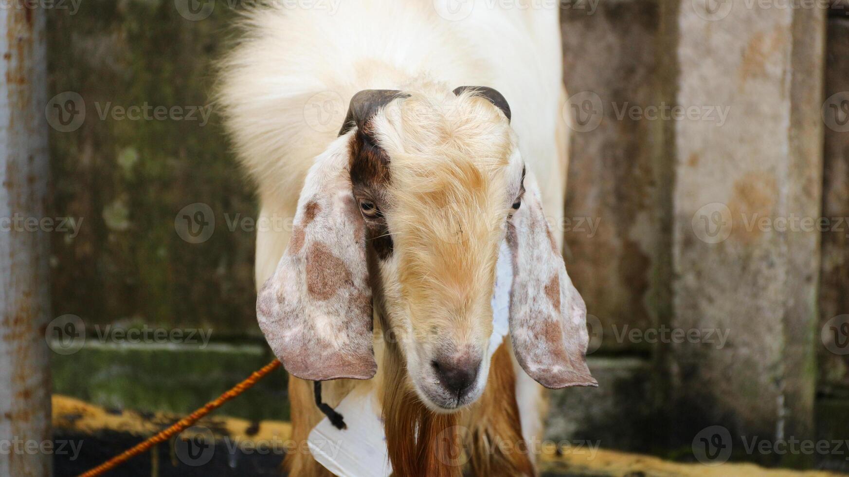 A goat at the sale of sacrificial goats ahead of the Eid al adha celebration. Goat for sacrifice in Islamic celebrations photo