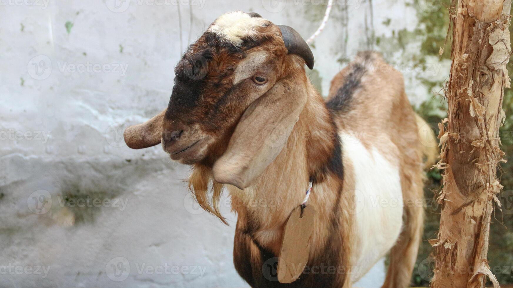A goat at the sale of sacrificial goats ahead of the Eid al adha celebration. Goat for sacrifice in Islamic celebrations, photo