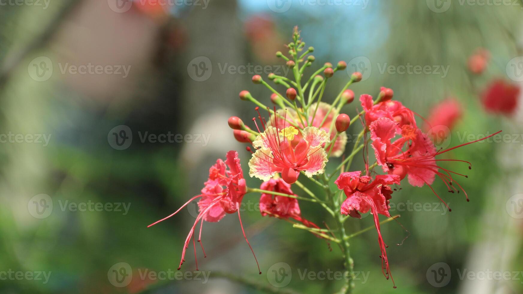 Peacock Flower, Caesalpinia pulcherrima is a species of flowering plant in the pea family, beautiful orange and yellow color Peacock Flower. photo
