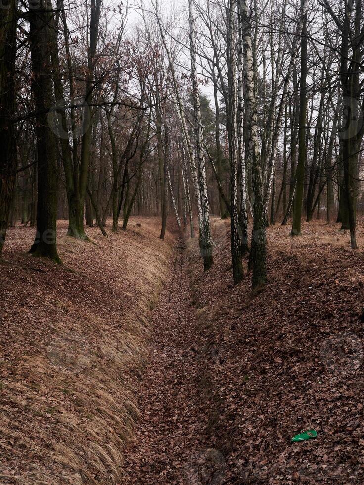 A forest with a path through it photo