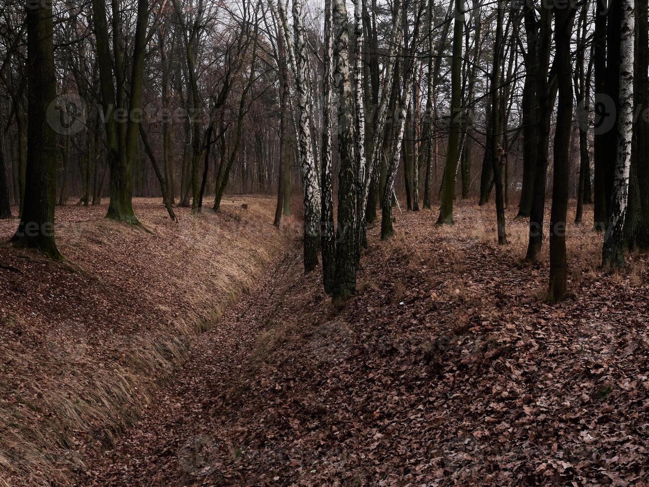 A forest with a path in the middle and a lot of leaves on the ground photo