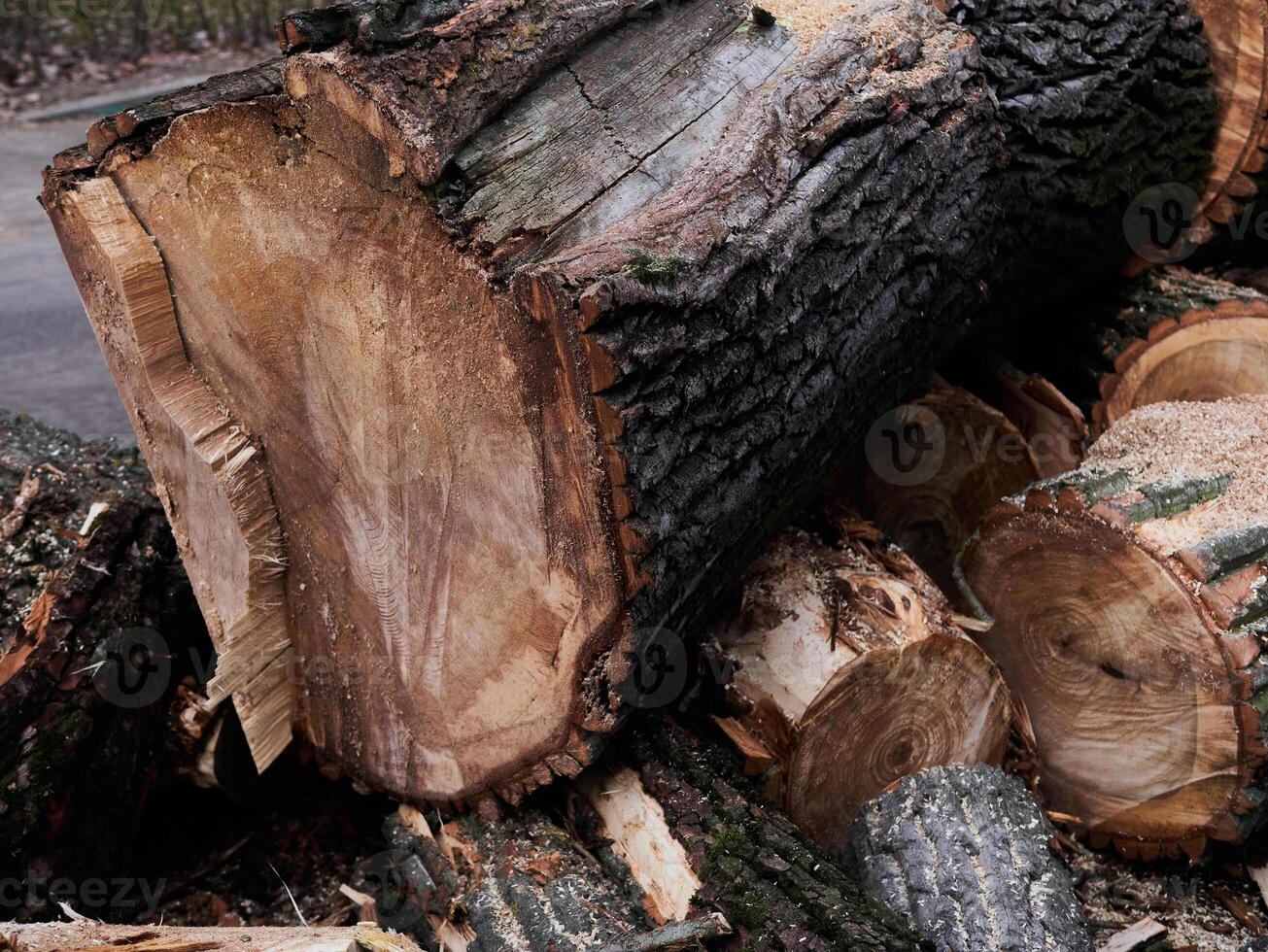 A large log is sitting on the ground with several smaller logs on top of it photo