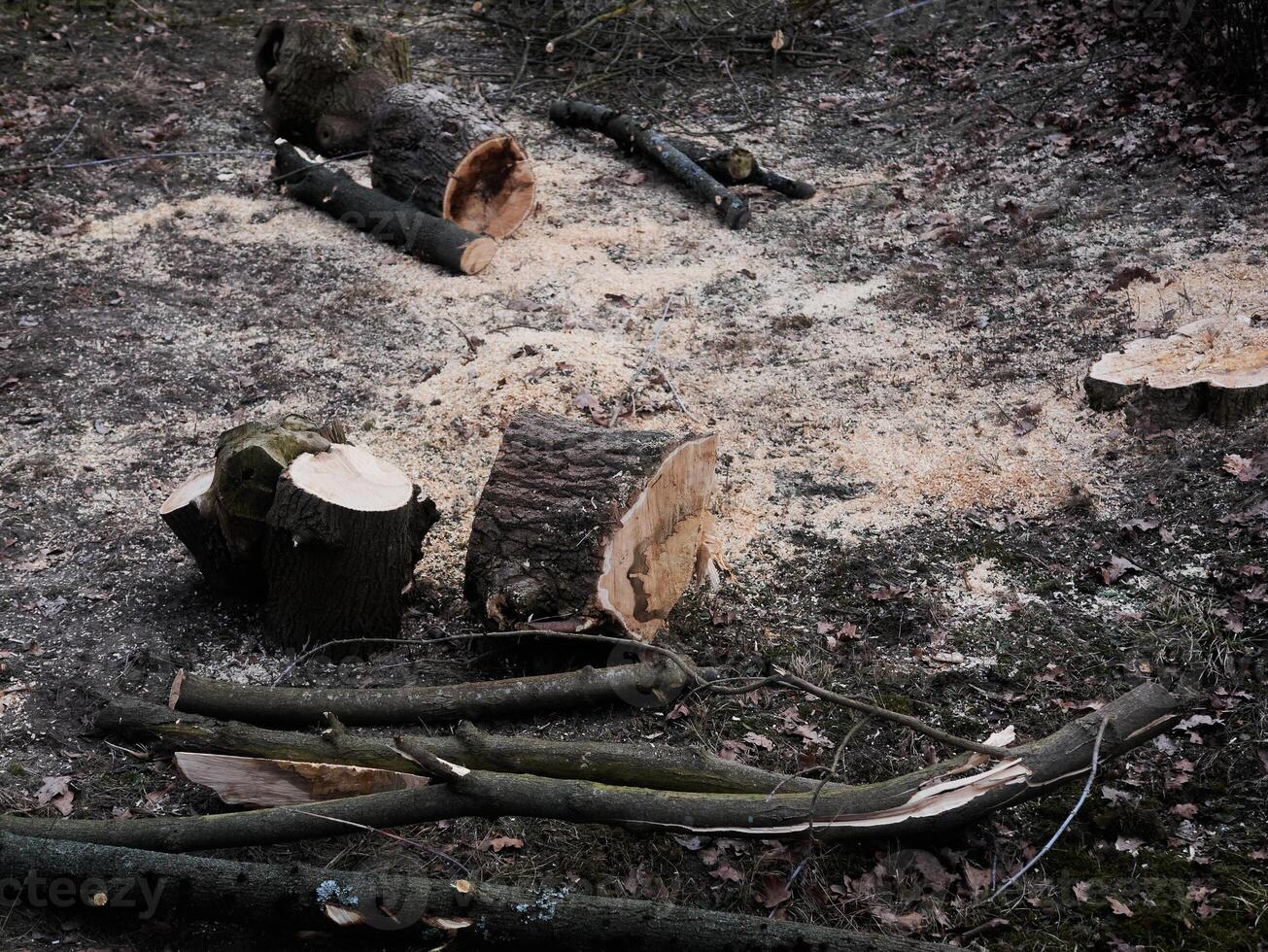 A pile of wood with a few logs on the ground photo