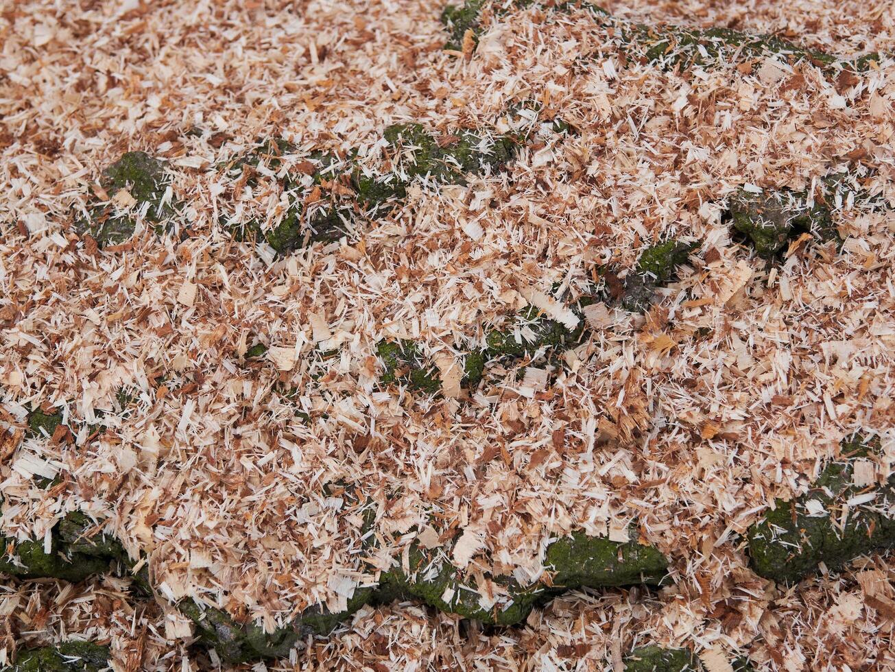 A pile of wood chips with some green moss on top photo