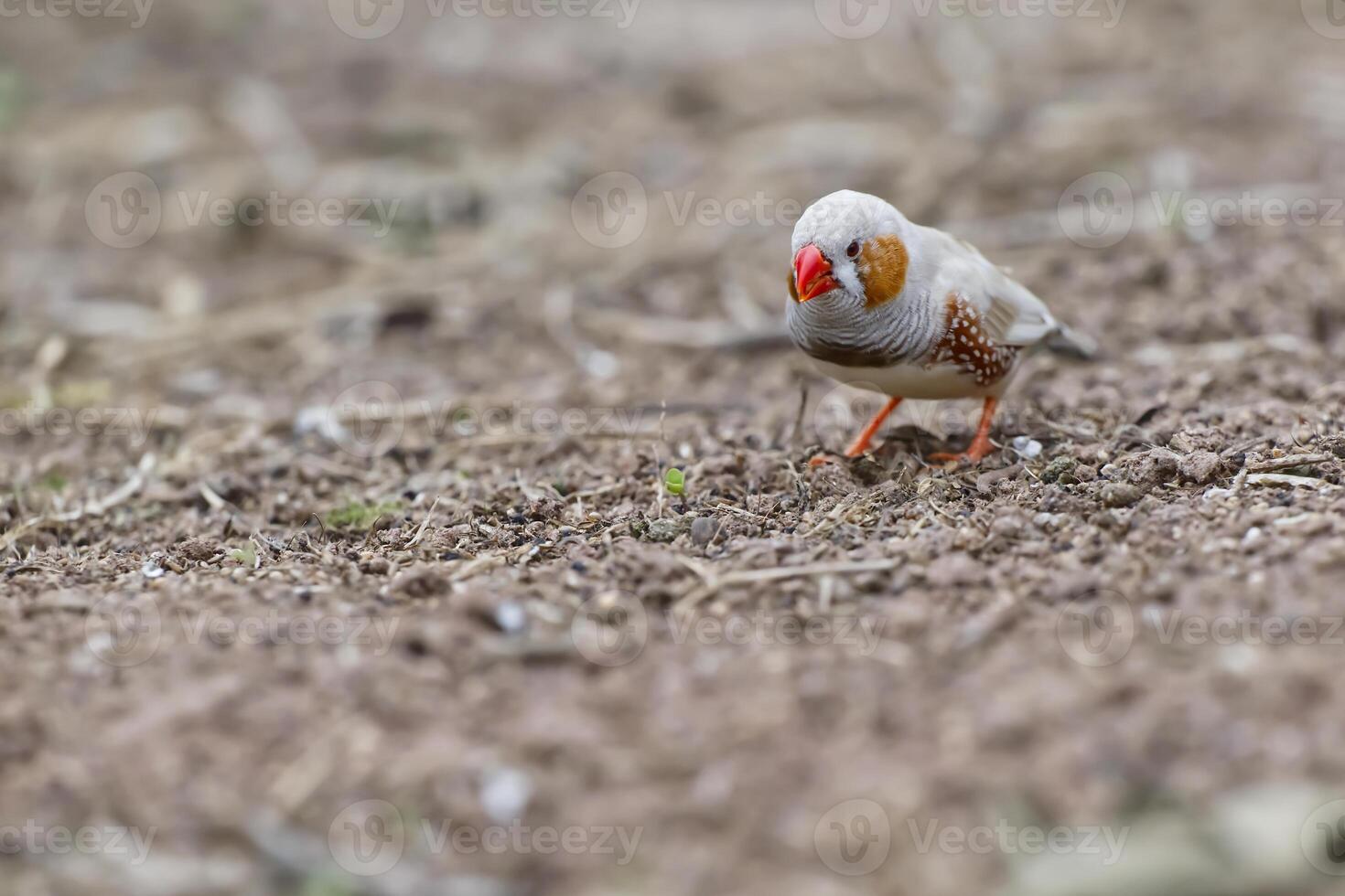 Small Bird with Red Beak in Natural Habitat photo