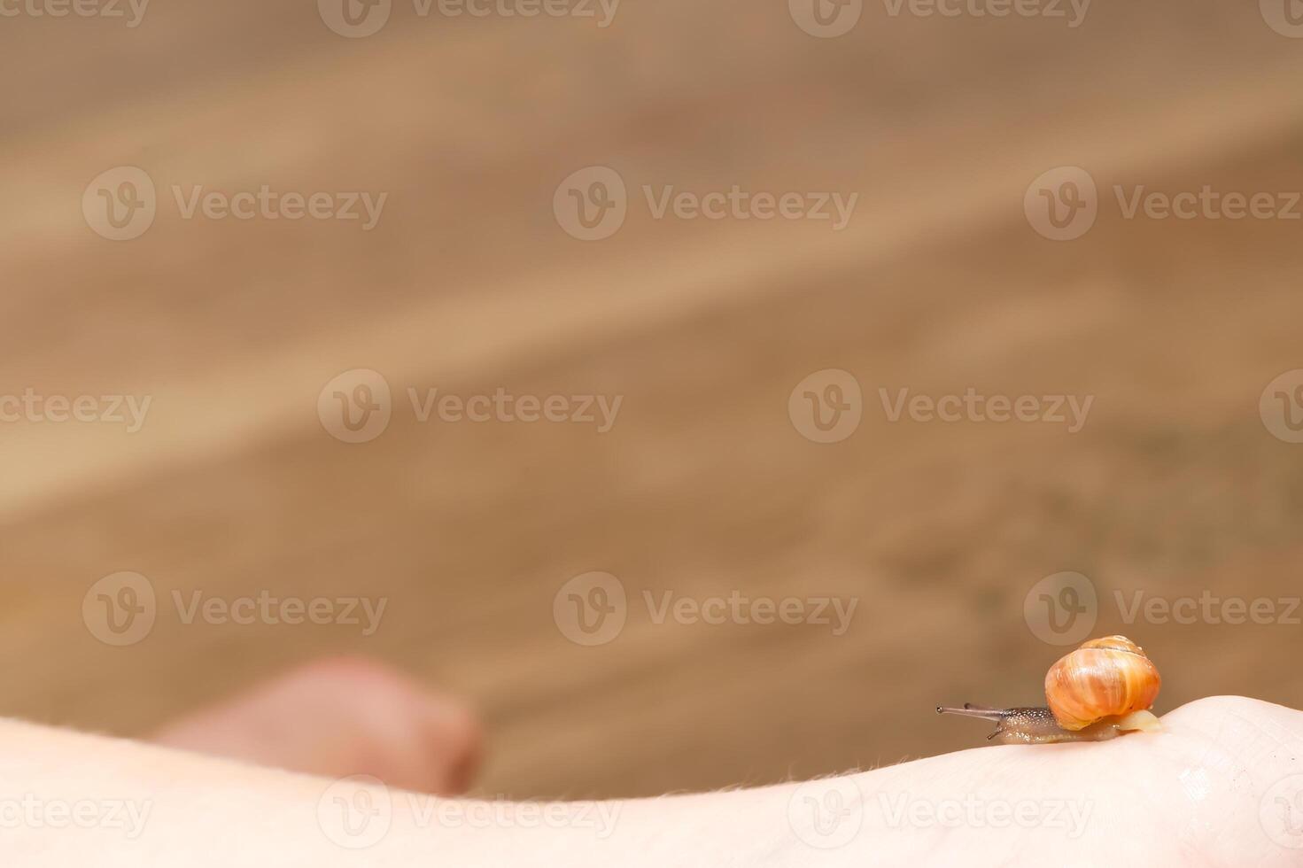 Snail Crawling on Arm photo