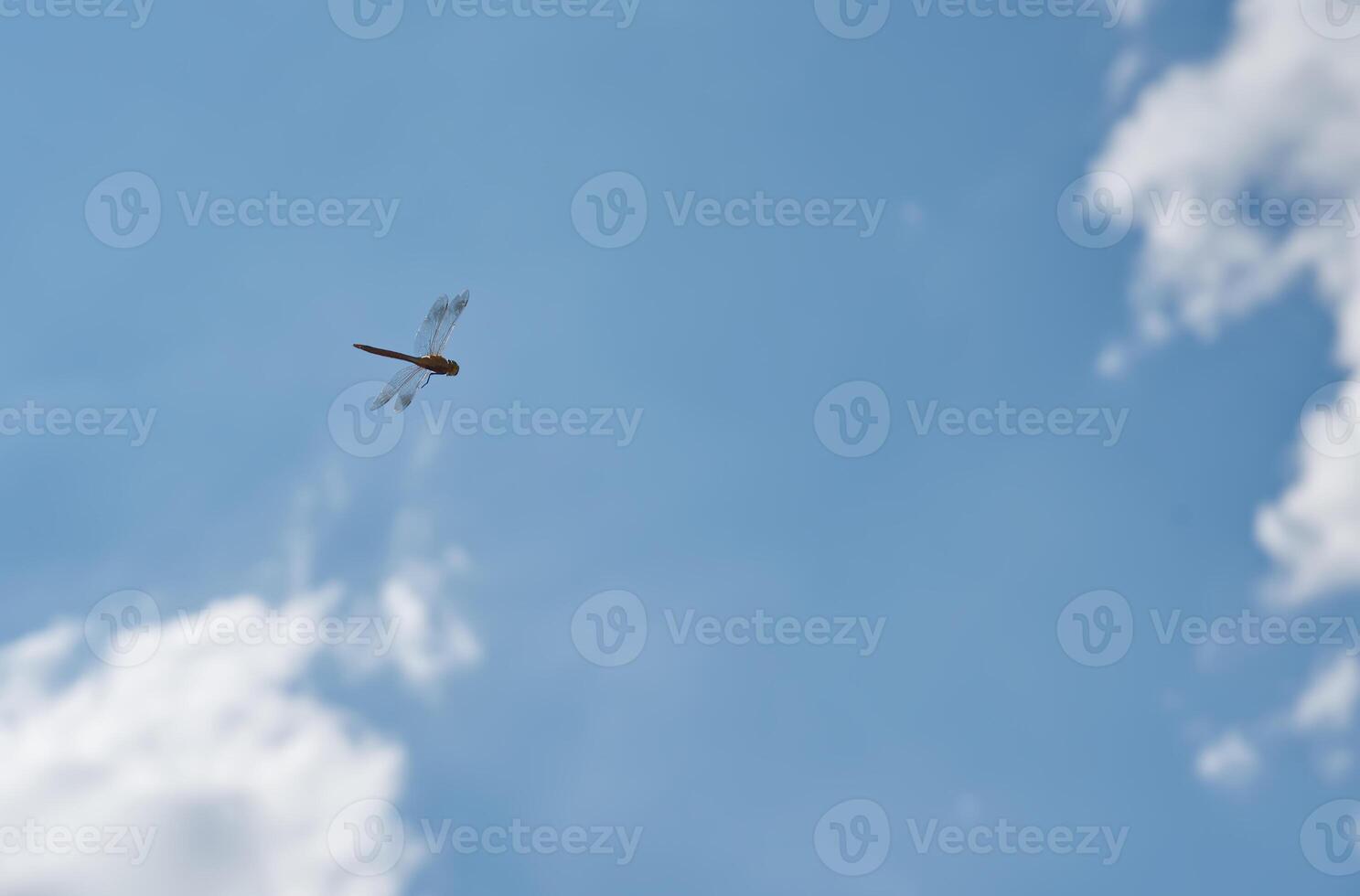 Dragonfly in Flight Against Blue Sky photo