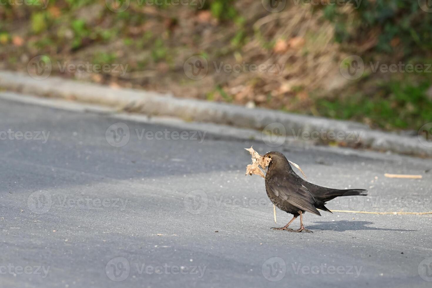 Blackbird Foraging on the Road photo