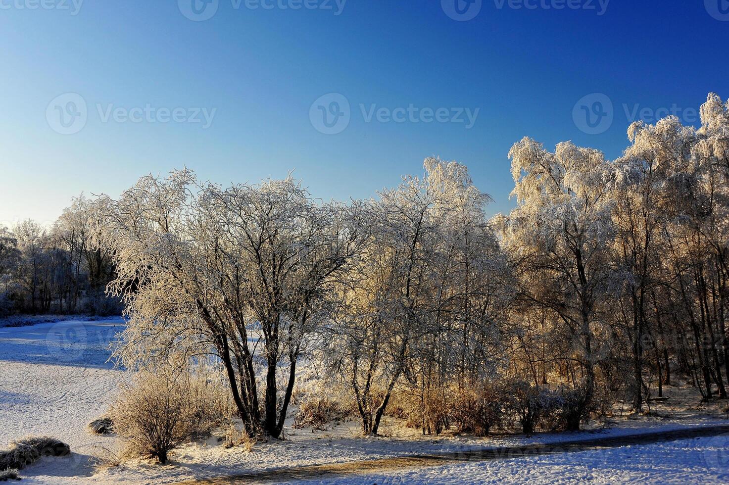 Serene Winter Landscape with Frosted Trees photo