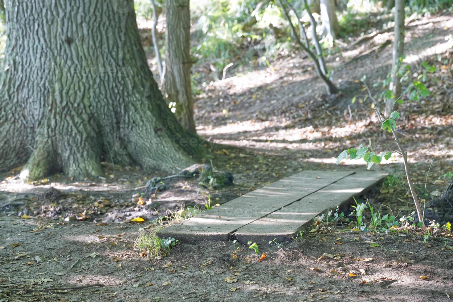 Wooden Pathway in a Serene Forest photo