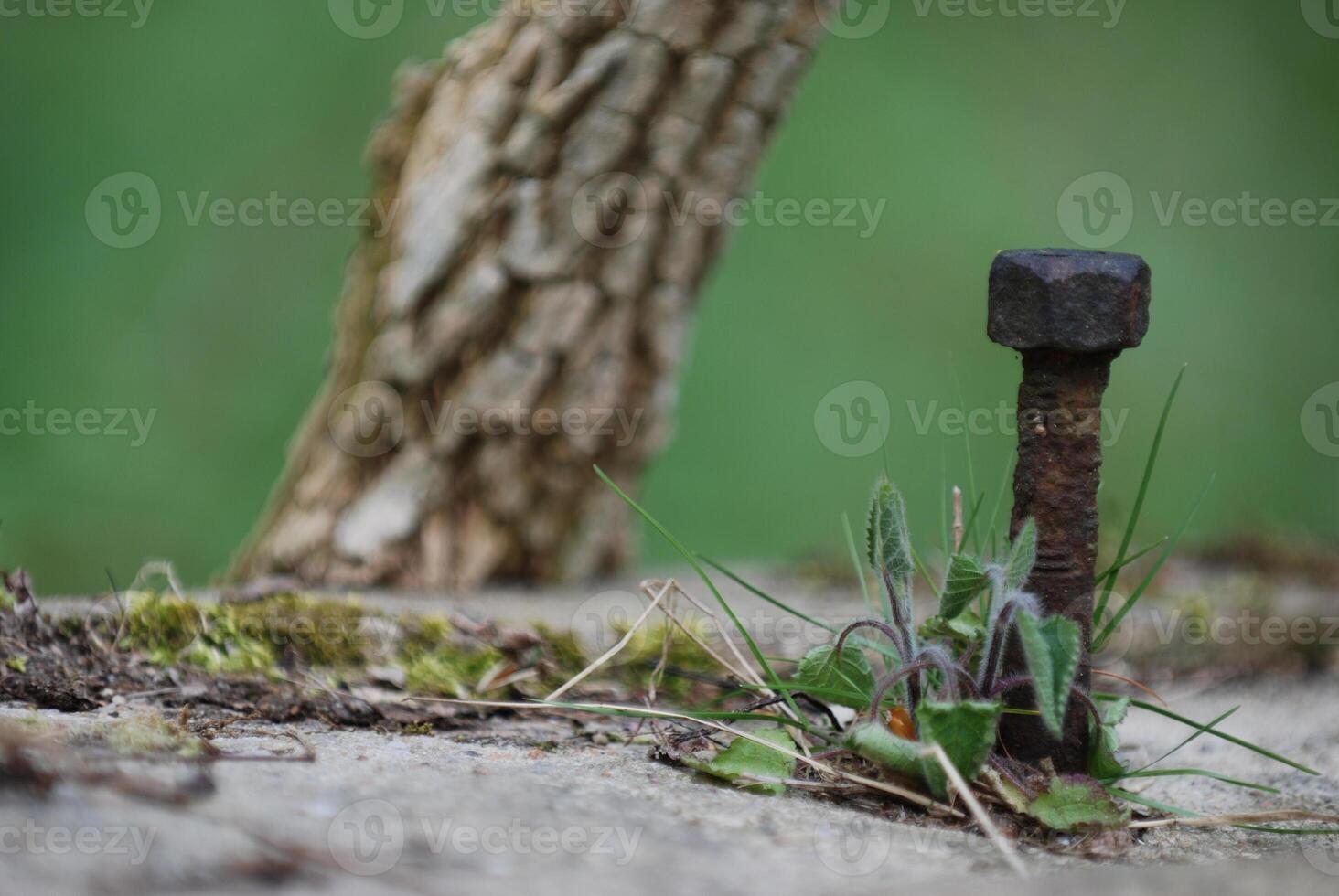 Rusty Bolt Surrounded by Grass and Plants photo