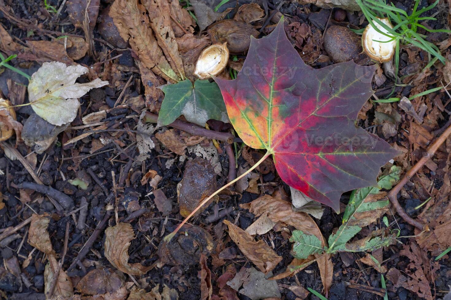Colorful Maple Leaf on Ground in autumn photo