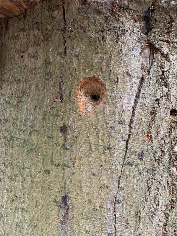 Close Up of Wooden Surface with Circular Hole photo